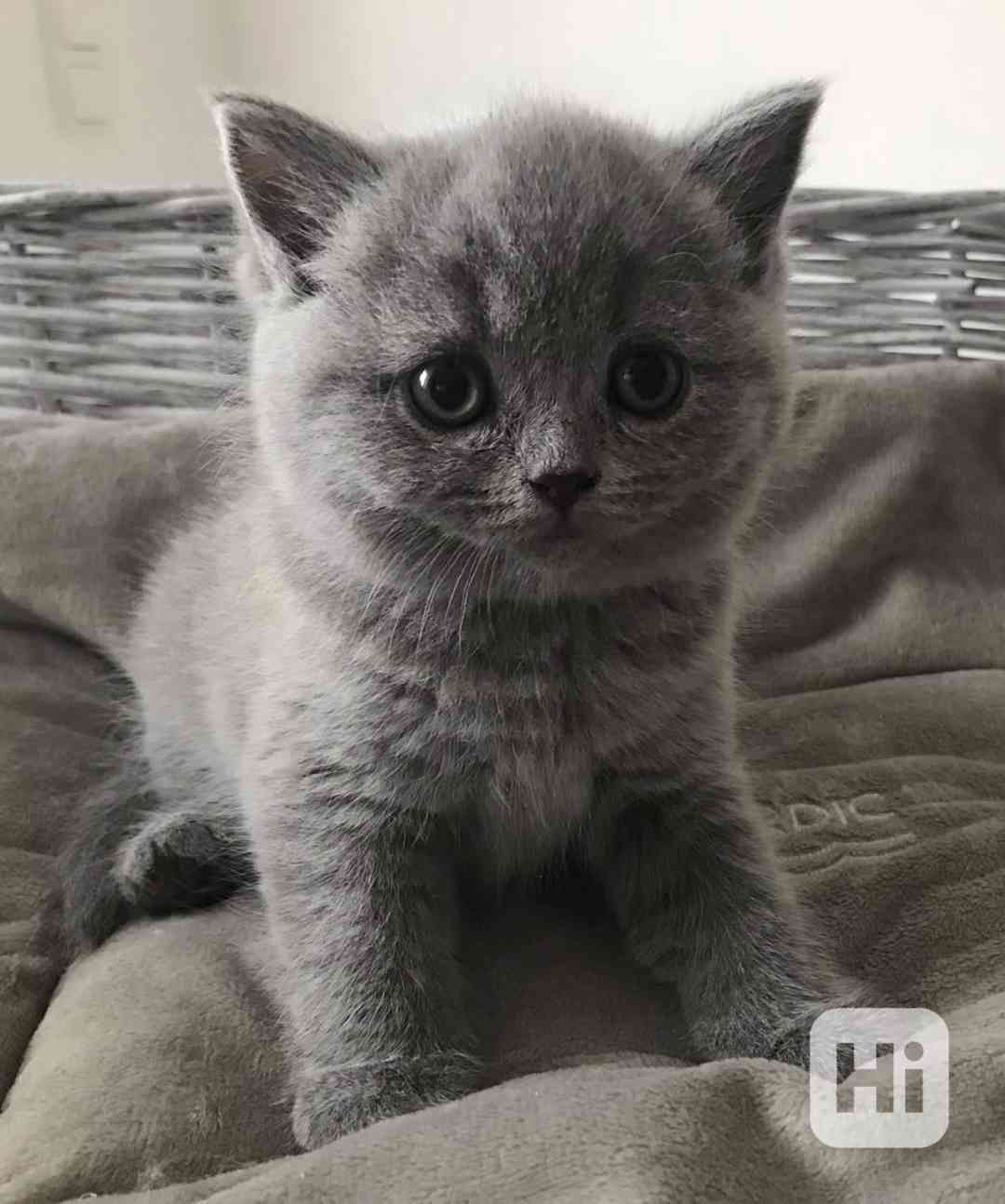 Britská krátkosrstá koťata - foto 1