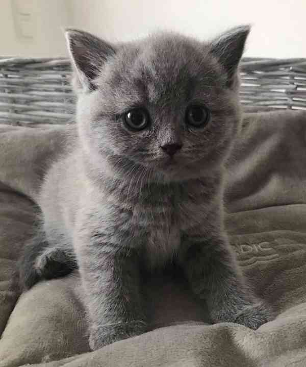 Britská krátkosrstá koťata - foto 1