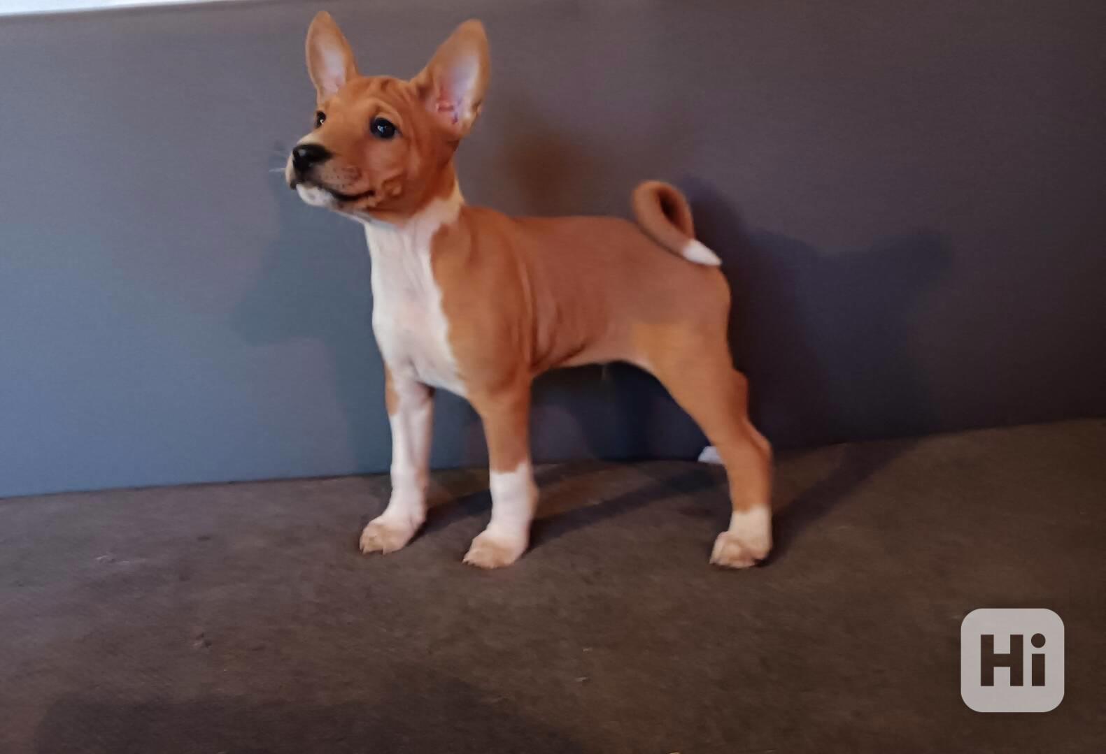 Basenji - prodám štěňata bez pp - foto 1
