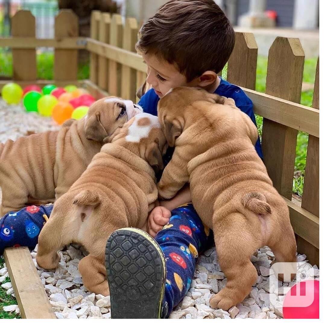 štěňata anglického buldoka,, - foto 1