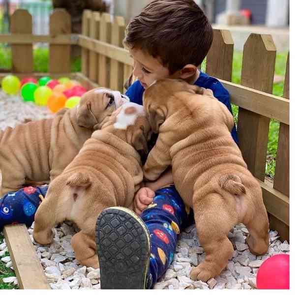 štěňata anglického buldoka,, - foto 1
