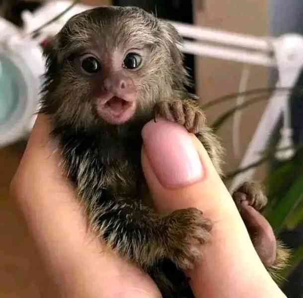 Zdravé opice Opice na prstech kosmanů k bezplatné adopci  - foto 2