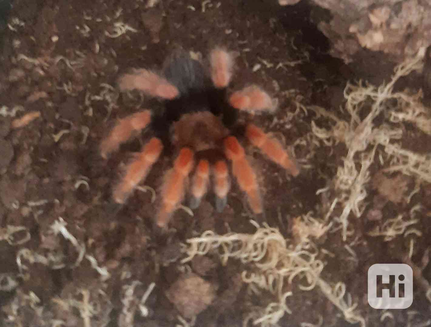 Brachypelma boehmei - foto 1