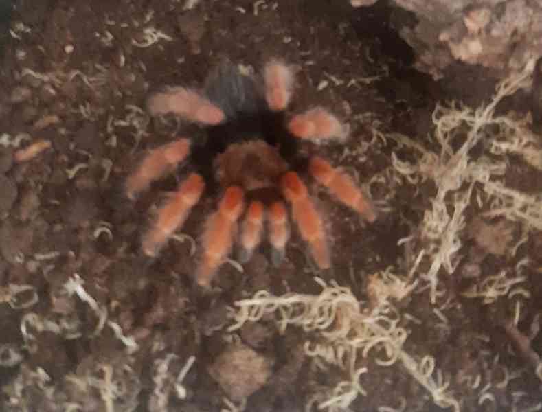 Brachypelma boehmei - foto 1