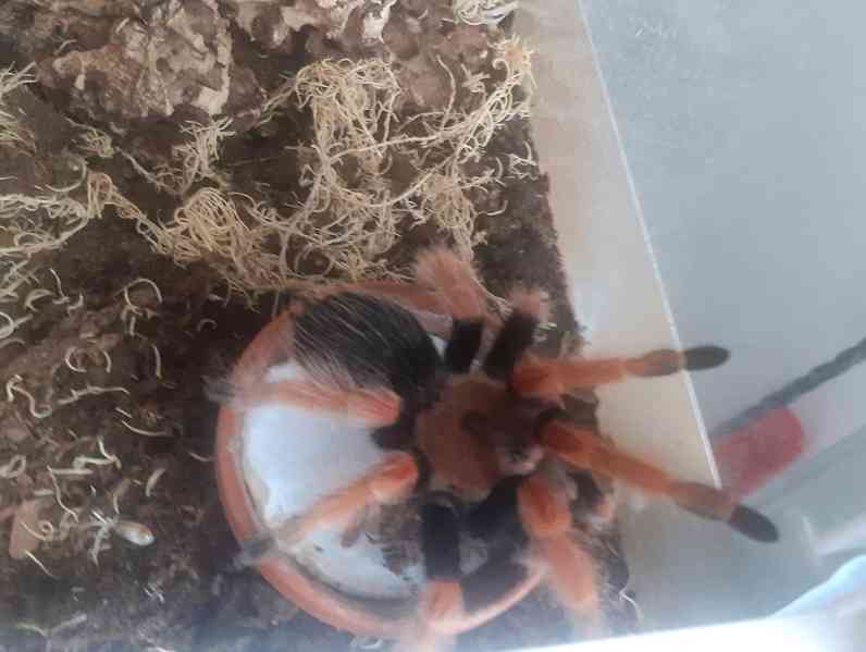 Brachypelma boehmei - foto 2