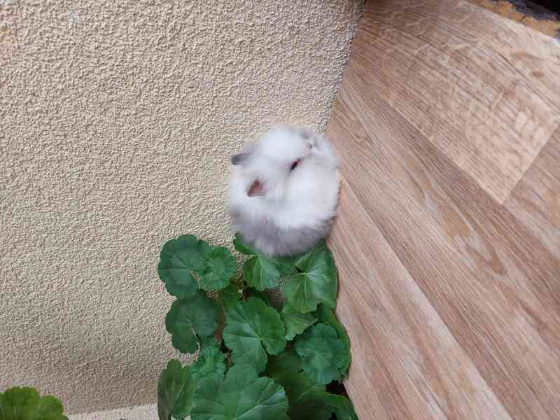 Zakrslý králík TEDDY - sameček