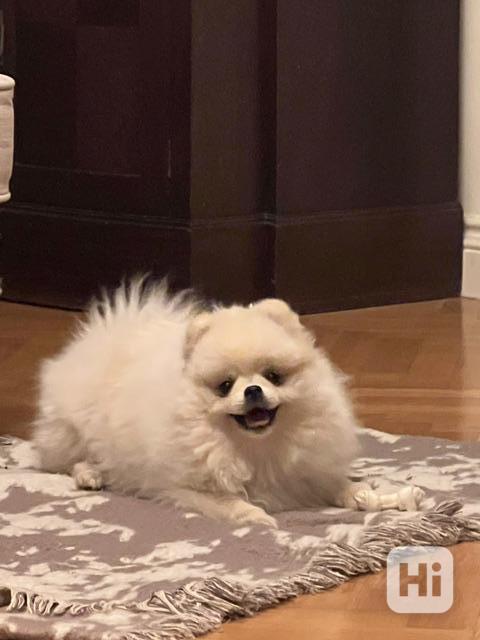 POMERANIAN ŠTĚNĚ S PAPÍRAMA OD CHOVATELKY REGISTROVANÉ - foto 1