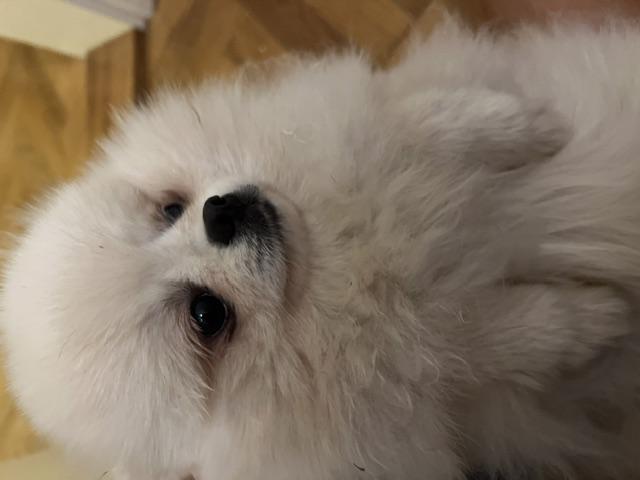 POMERANIAN ŠTĚNĚ S PAPÍRAMA OD CHOVATELKY REGISTROVANÉ - foto 4