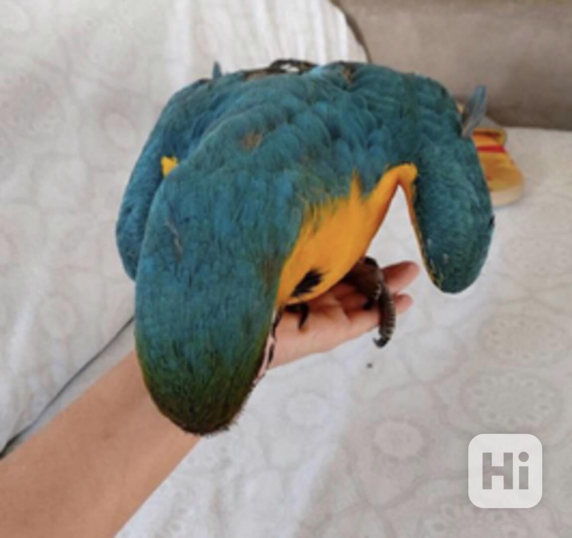 Krásní papoušci arové - foto 1