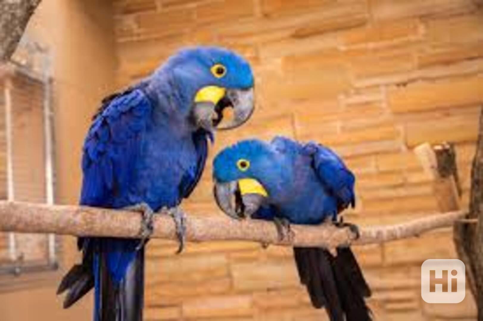 Pár hyacintových ara v vázaném stavu - foto 1