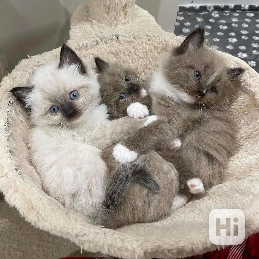 Zdarma ragdoll kotě k adopci hned teď   - foto 1