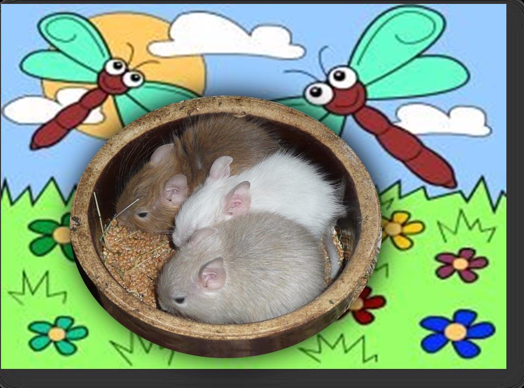 Osmák degu modrý, strakatý /ne aguti/ - foto 1