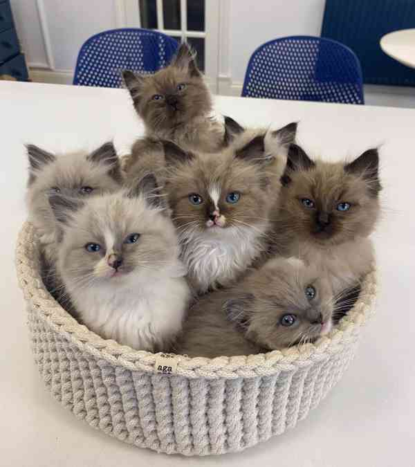 💙 Krásná koťátka plemene Ragdoll na prodej - foto 1