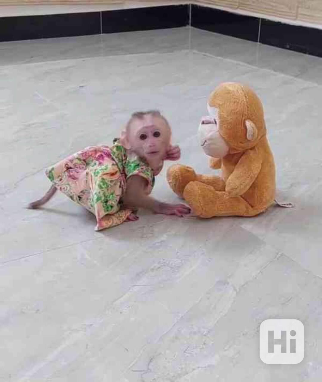 Rozkošný samec a samice mláďat kapucínských opic k adopci - foto 1