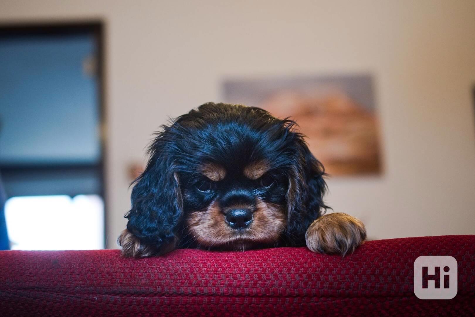 Kavalir King Charles španěl - foto 1