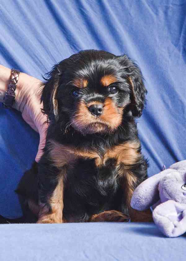 Kavalir King Charles španěl - foto 8