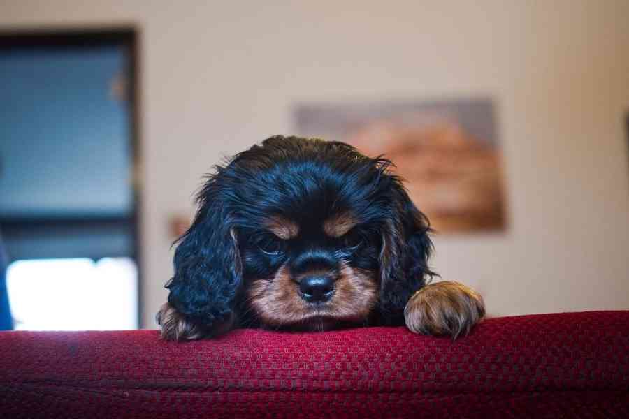 Kavalir King Charles španěl - foto 2