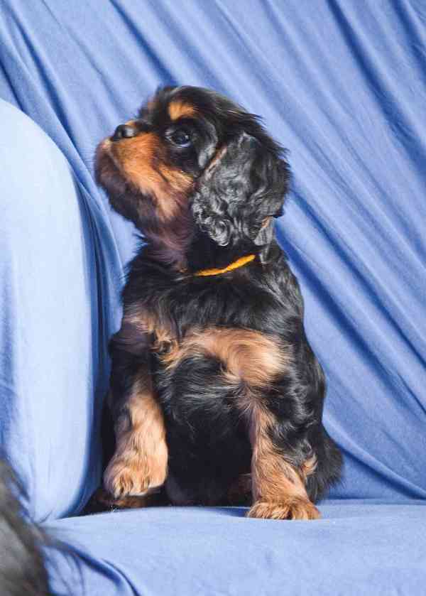 Kavalir King Charles španěl - foto 7