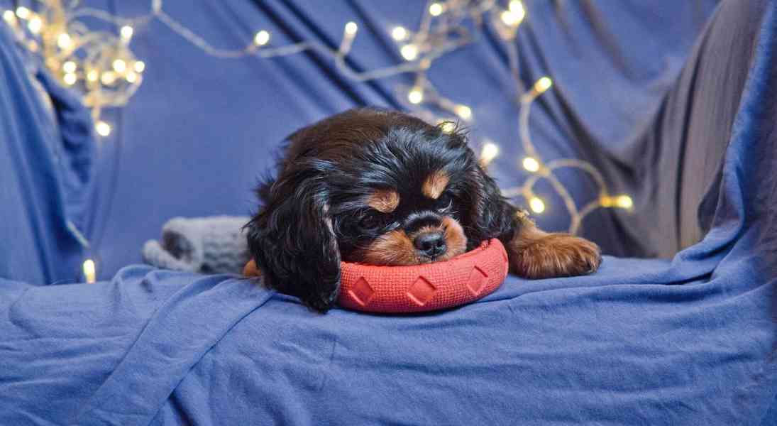 Kavalir King Charles španěl - foto 3