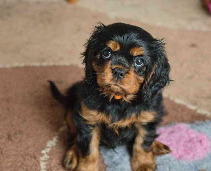 Kavalir King Charles španěl - foto 4