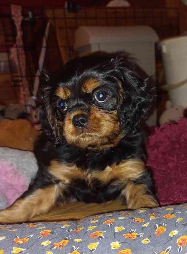 Kavalir King Charles španěl - foto 6