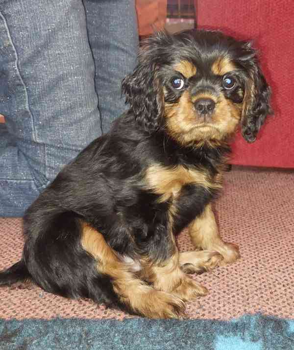 Kavalir King Charles španěl - foto 5