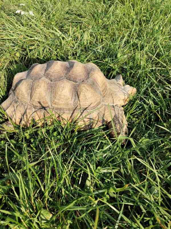 Samec Želva Ostruhatá sulcata - foto 7