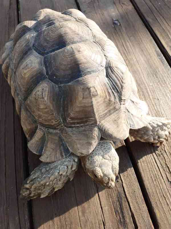 Samec Želva Ostruhatá sulcata - foto 2