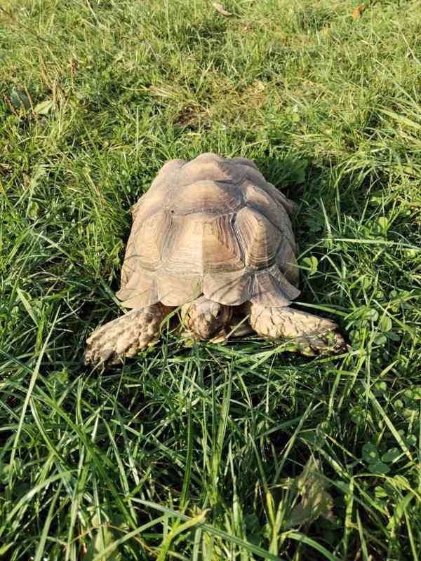 Samec Želva Ostruhatá sulcata - foto 6