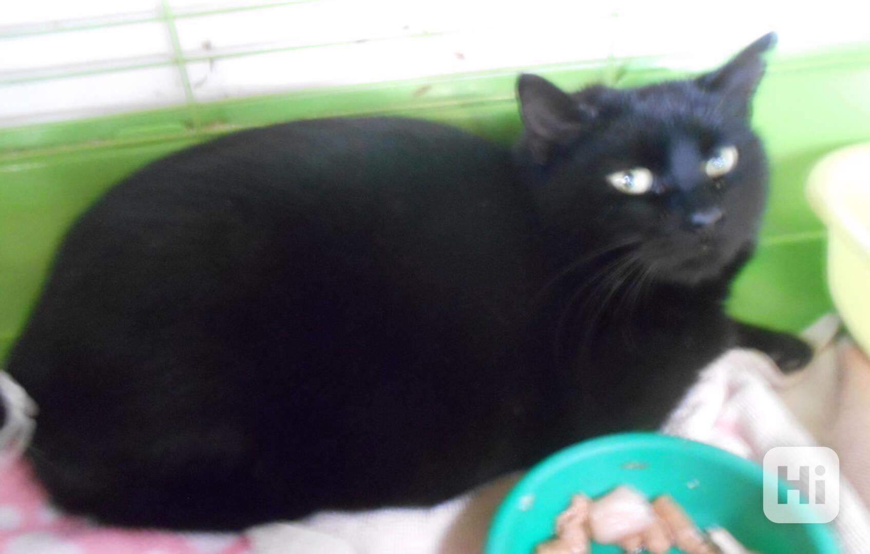 Černá, hodná, klidnější 2,5letá kočička Šmudlinka Micinka - foto 1