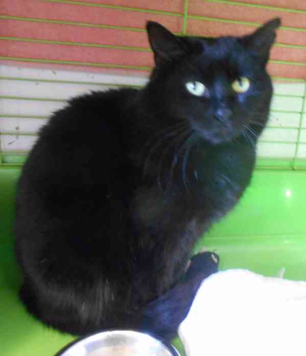 Černá, hodná, klidnější 2,5letá kočička Šmudlinka Micinka - foto 2