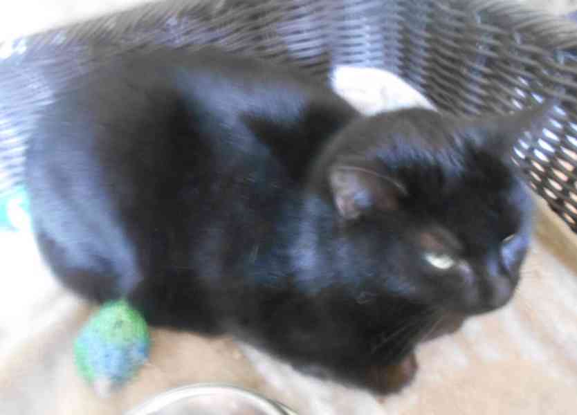 Černá, hodná, klidnější 2,5letá kočička Šmudlinka Micinka - foto 6