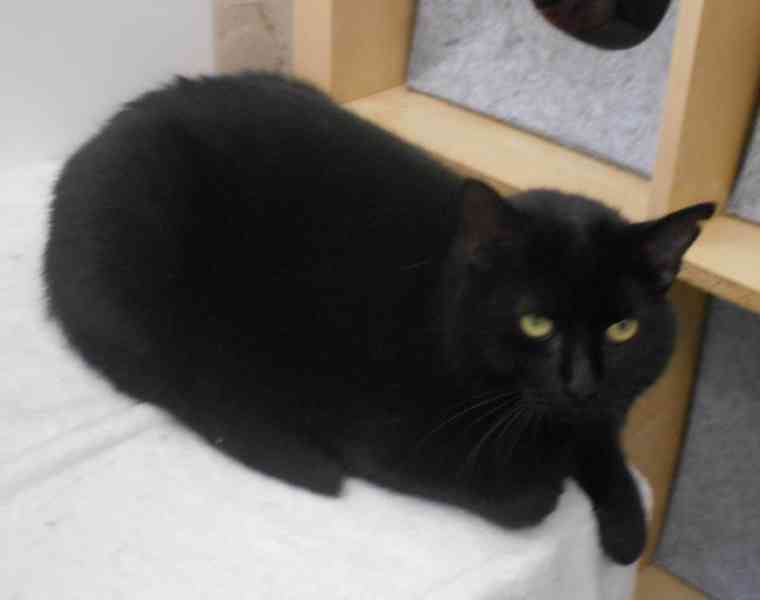 Černá, hodná, klidnější 2,5letá kočička Šmudlinka Micinka - foto 11
