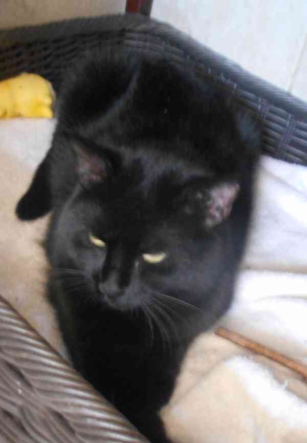 Černá, hodná, klidnější 2,5letá kočička Šmudlinka Micinka - foto 9