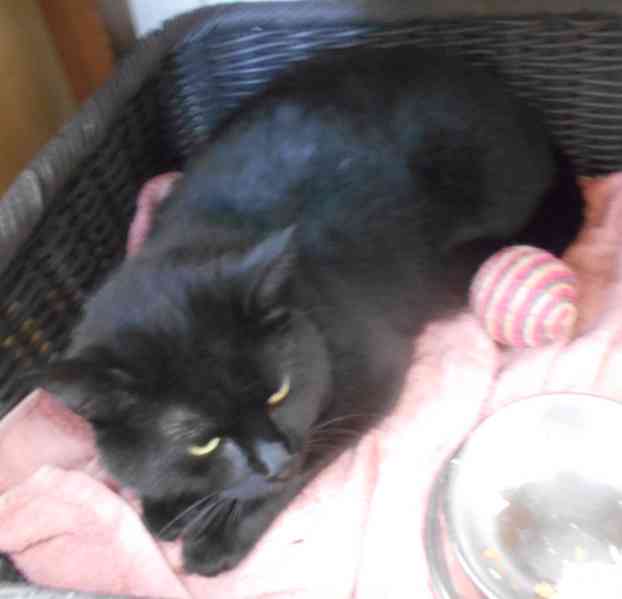 Černá, hodná, klidnější 2,5letá kočička Šmudlinka Micinka - foto 5