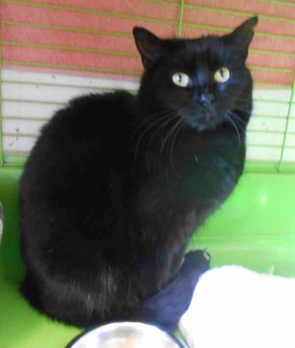 Černá, hodná, klidnější 2,5letá kočička Šmudlinka Micinka - foto 4