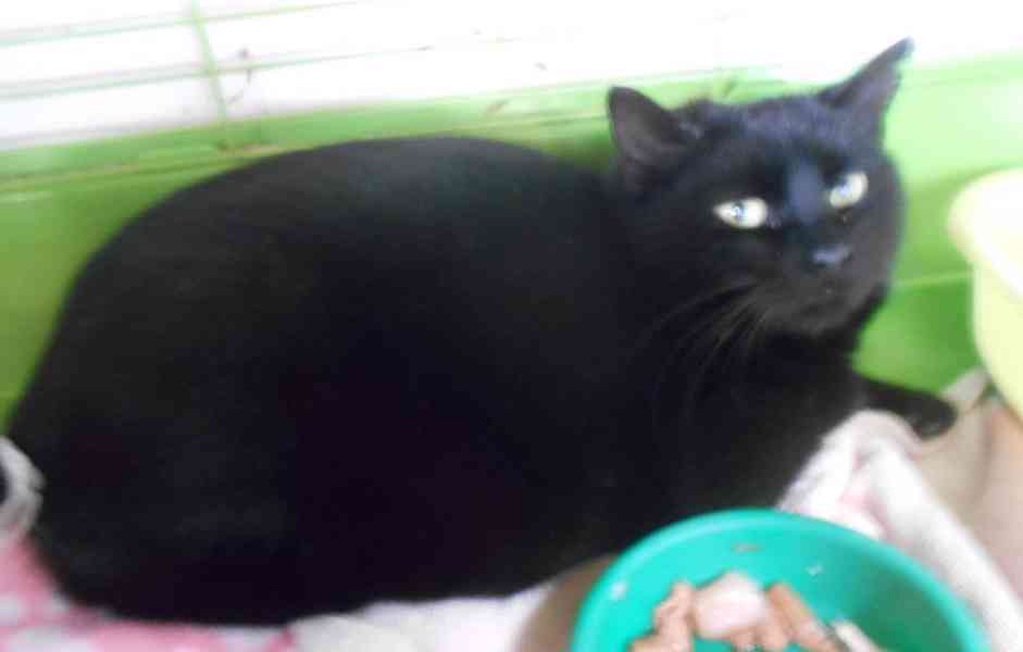 Černá, hodná, klidnější 2,5letá kočička Šmudlinka Micinka - foto 1