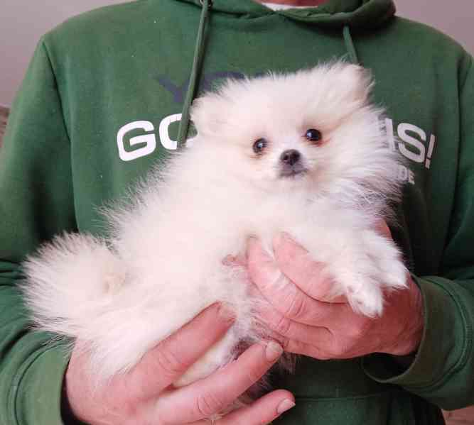 Pomeranian holčička  - foto 2