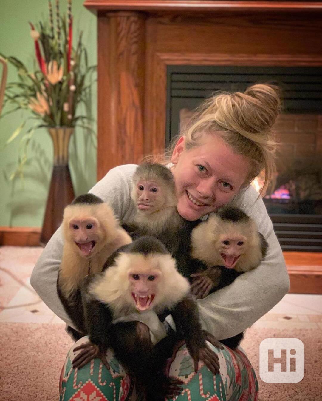 🐒 Tři kapucínské opice k dispozici - foto 1