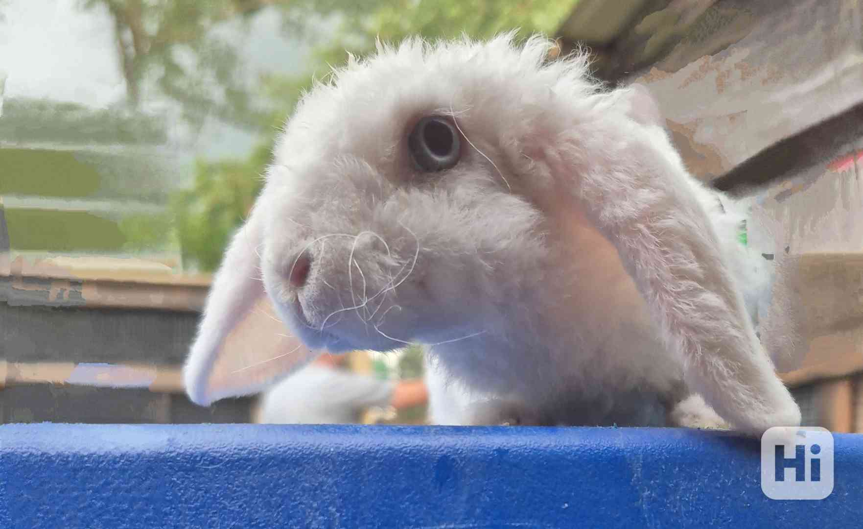 Zakrslý rex beránek - foto 1