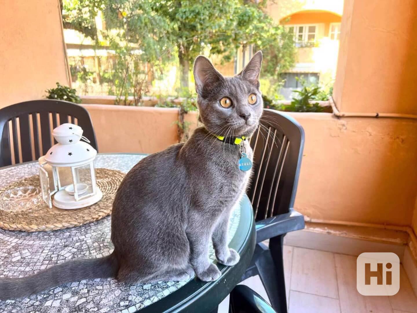 Tato nádherná koťata Chartreux  - foto 1