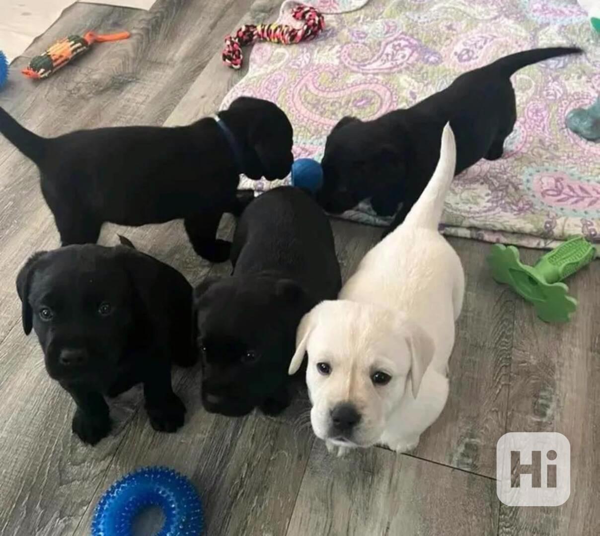Prodáme štěňata labradorského retrívra - foto 1