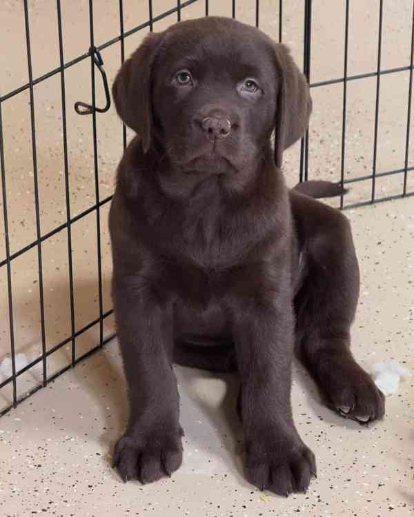 Prodáme štěňata labradorského retrívra - foto 3