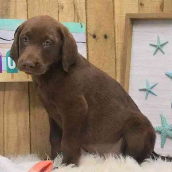 Prodáme štěňata labradorského retrívra - foto 5