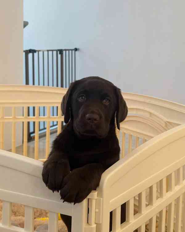 Prodáme štěňata labradorského retrívra - foto 2
