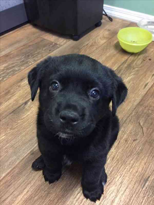 Prodáme štěňata labradorského retrívra - foto 4