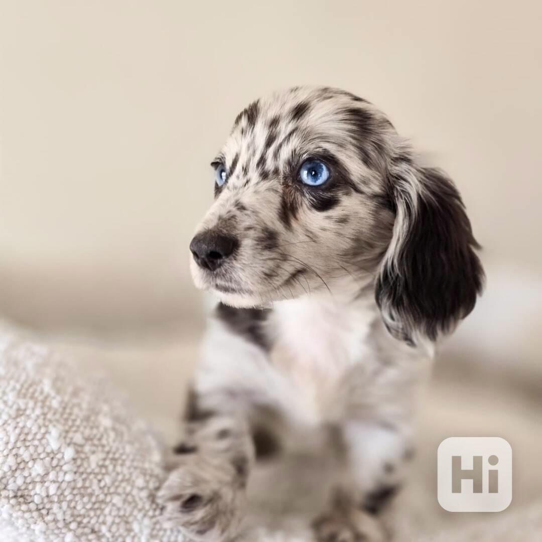 miniaturní jezevčík   - foto 1