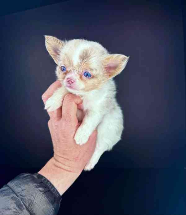 Dvě štěňata čivavy plemene Teacup potřebují novou rodinu - foto 2