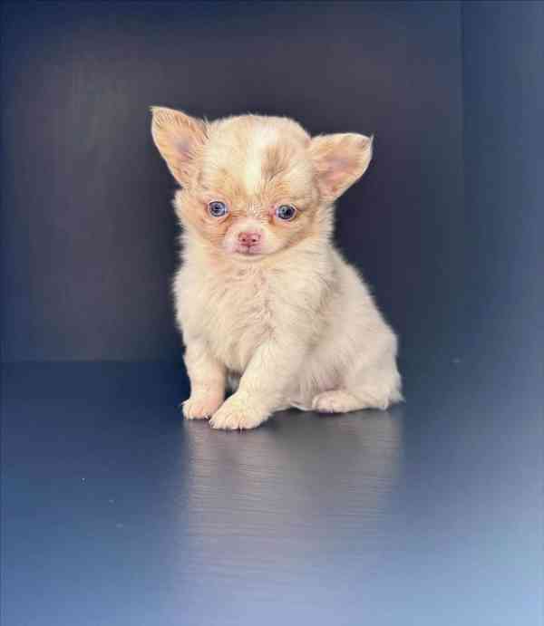 Dvě štěňata čivavy plemene Teacup potřebují novou rodinu - foto 1