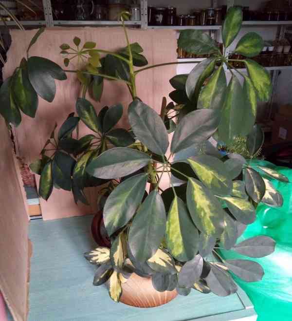 Schefflera Arboricola    - foto 1